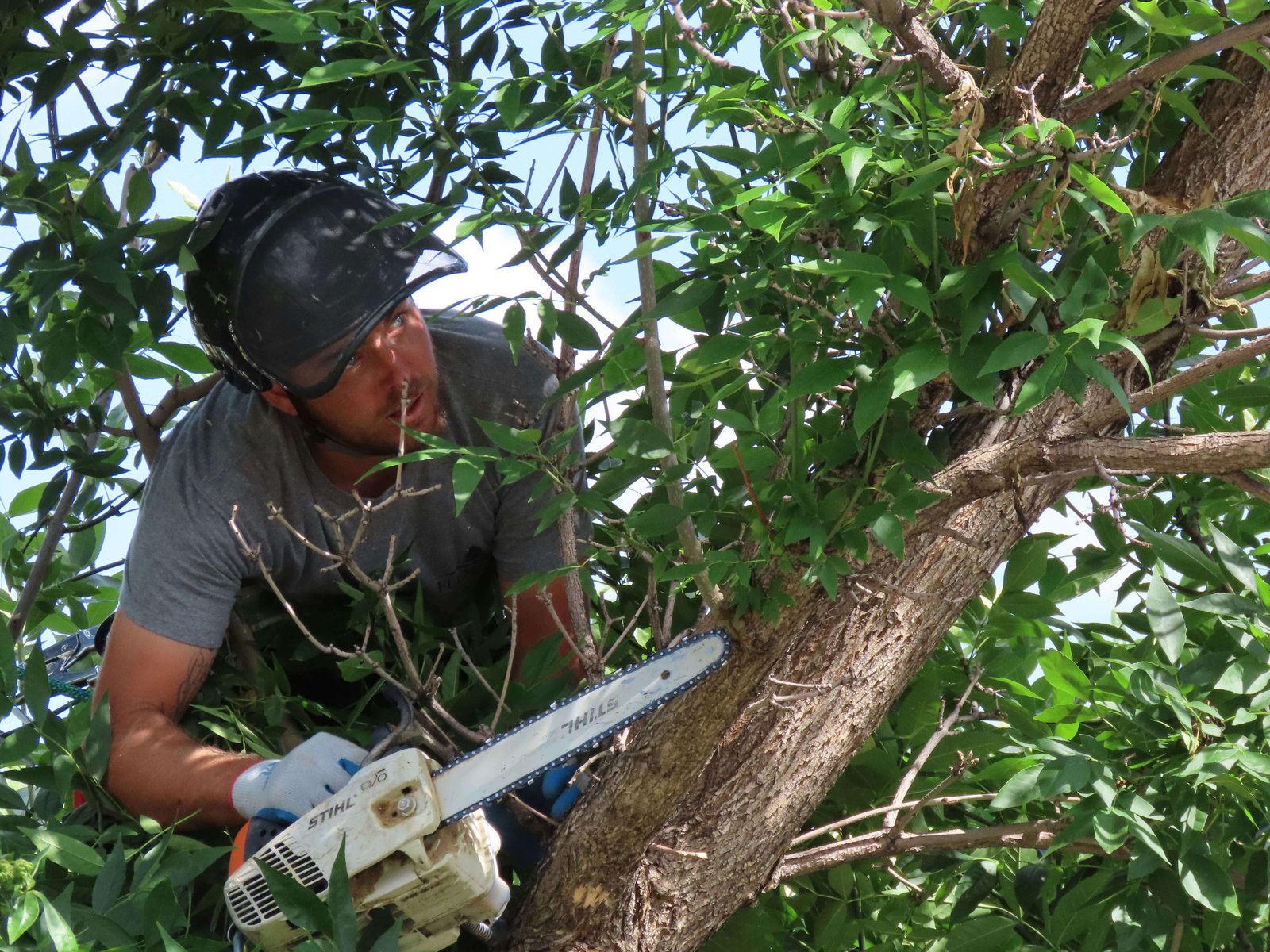 Professional arborist pruning tree